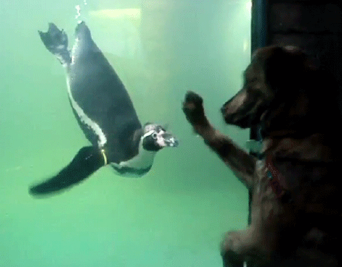 Hund och pingvin